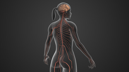 Cervical Nerve Leading to Radiating Neck and Arm Pain
