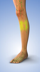 Pitting Edema Resulting from Fluid Accumulation