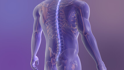 Spinal Cord Pathway for Nerve Signal Transmission