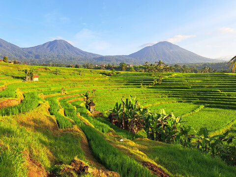 Jatiluwih, Bali  offers beautiful views of terraced rice fields using a traditional irrigation system known as subak.