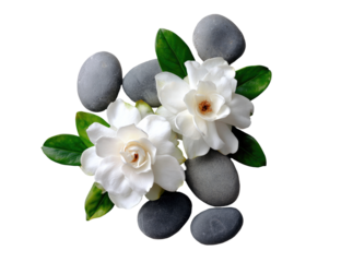Two white flowers nestled among gray stones, surrounded by lush green leaves