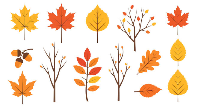 Autumn Leaves, Branches, and Acorns Vector Illustration