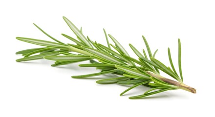 Fototapeta premium A sprig of fresh rosemary on a white background showcasing its vibrant green leaves and stem detail