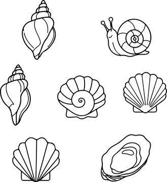 Various seashells and a snail illustration in black and white.