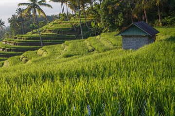 Jatiluwih, Bali  offers beautiful views of terraced rice fields using a traditional irrigation system known as subak.
