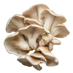 Fototapeta premium Oyster Mushrooms Cluster Closeup Black Background isolated on a white background