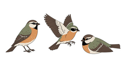 Charming collection of three charming birds depicted in various adorable poses perfect for charming nature illustrations and designs