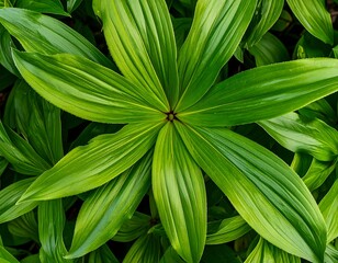 Obraz premium Lush green foliage arranged in a radial pattern, showcasing vibrant texture and color