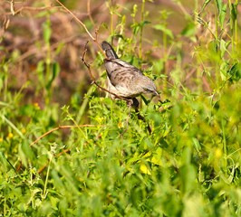Large Gray Babbler
