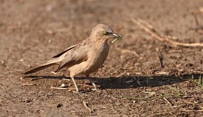 Large Gray Babbler