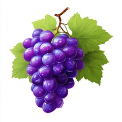Fototapeta premium Ripe Dark Purple Grapes with Green Leaves on White Background