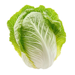 Fototapeta premium Full head of napa cabbage with tightly packed, long, crisp leaves that form a compact shape. full length isolate on transparent background