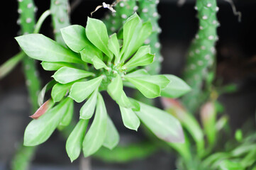Monadenium, Euphorbia ritchiei or EUPHORBIACEAE
