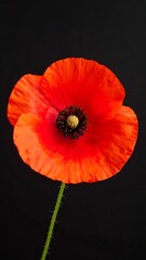 Close-up of a vibrant red poppy (1)