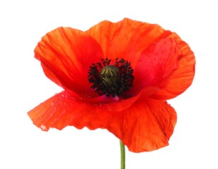 Close-up of a vibrant red poppy (2)