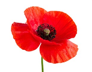 Close-up of a vibrant red poppy (3)