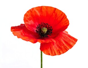 Close-up of a vibrant red poppy (4)