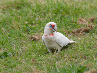 Long Billed Corella x Little Corella (Cacatua sanguinea x Cacatua tenuirostris) looking for something to eat in the grass