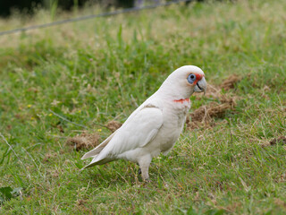 Long Billed Corella x Little Corella (Cacatua sanguinea x Cacatua tenuirostris) looking for something to eat in the grass
