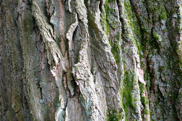 The bark of a tree is covered in moss and has a rough texture