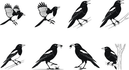 Magpie bird silhouette and detailed vector illustration set with flying perched feeding singing poses isolated on white background for wildlife design
