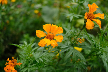 A bunch of orange flowers with green leaves