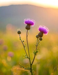 Purple flowers in golden sunlight
