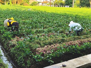 Asian Farmers Harvesting Red Onions in Rural Farmland