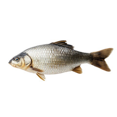 Fototapeta premium Silver carp fish isolated on black background aquatic animal wildlife nature seafood food ingredient isolated on a white background
