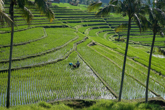 Subak is an organization owned by the farming community in Bali which specifically regulates the management or irrigation system for traditional rice fields.