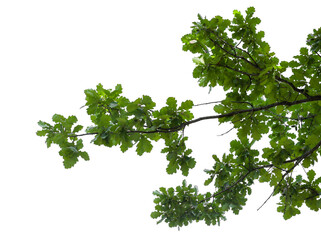 Photo of a spring oak branch with leaves on a white background	
