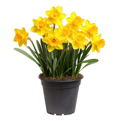 Yellow Daffodils in a Black Pot Spring Flowers Potted Plants isolated on a white background