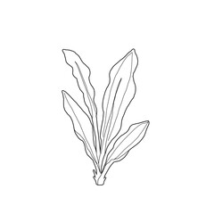 boston palm plant vegetation elevation 03