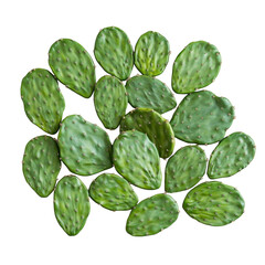 Prickly Pear Cactus Pads Green Desert Plants isolated on a white background