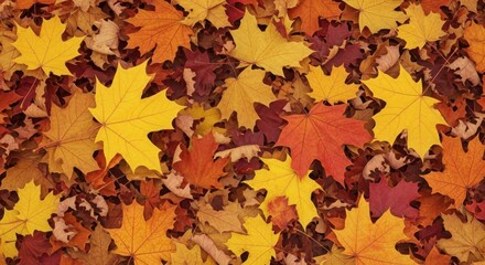 Fototapeta premium Stunning fall foliage background with vibrant autumn colors bringing the beauty of nature to your designs and capturing the warmth of the season