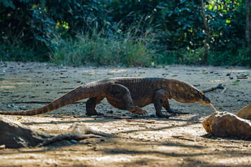 Komodo dragon, Earth’s largest lizard, thrives in Komodo National Park’s beach san. A powerful predator adapted to its rugged island habitat