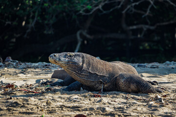 Komodo dragon, Earth&rsquo;s largest lizard, thrives in Komodo National Park&rsquo;s beach san. A powerful predator adapted to its rugged island habitat
