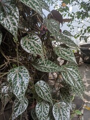 BLACK BETEL PLANTS GROW IN A NEIGHBOR'S GARDEN, CREATING ON TREE TRUNKS