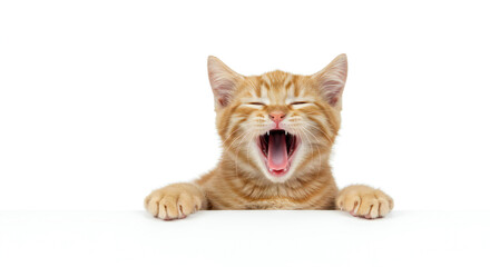 Obraz premium Adorable Ginger Kitten Captured Mid-Yawn in a Bright and Airy High-Key Studio.