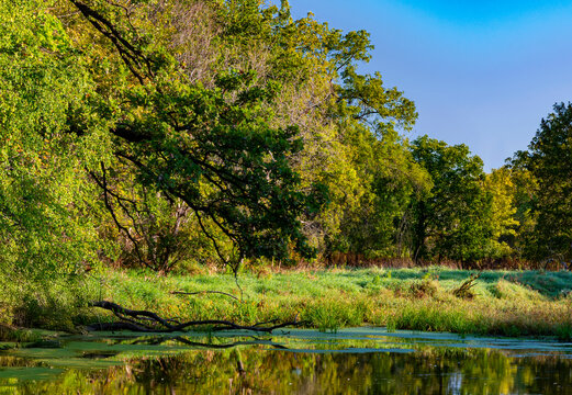 738-64 River Shoreline Wetland