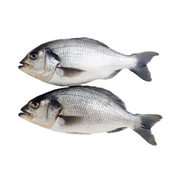 Obraz premium Two fresh sea bass fish on black background isolated on a white background