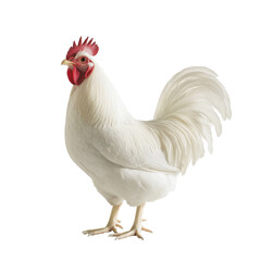 Fototapeta premium Majestic White Rooster Isolated on Black Background isolated on a white background