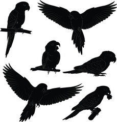 Parrot silhouette, flying parrot, perched bird, tropical wildlife, bird poses, black and white, vector art, nature, exotic animal, stock illustration