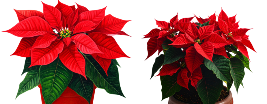 set of Festive Poinsettia Flower with Red Petals and Green Leaves Holiday Decoration Isolated on Transparent Background PNG