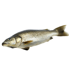Fototapeta premium A Single Fish Isolated on Black Background Aquatic Life Silver Scales isolated on a white background