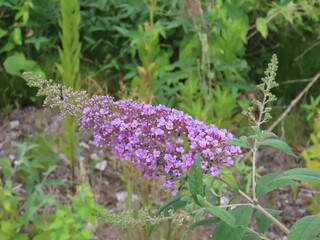 紫のフサフジウツギの花房 Close-up of purple butterfly bush flowers in bloom
