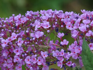 Fototapeta premium 紫のフサフジウツギの花房 Close-up of purple butterfly bush flowers in bloom 