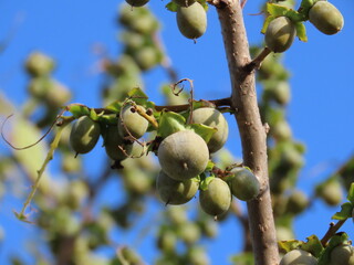 未熟な豆柿の実のクローズアップ・Close-up of immature green Japanes