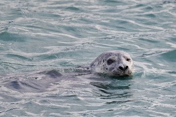 A chubby Harbor Seal (Phoca vitulina) floats serenely in Resurrection Bay, Alaska. © JT Fisherman