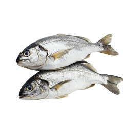 Fototapeta premium Two Fresh Silver Fish on Black Background Seafood Ocean Catch isolated on a white background